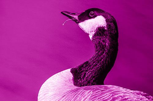 Canadian Goose Munches Single Grass Blade (Pink Shade)