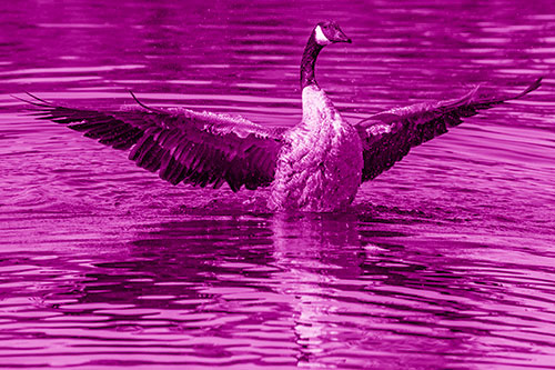 Canadian Goose Spreads Wings Among Lake Top (Pink Shade)