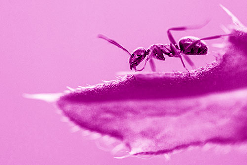 Carpenter Ant Crawls Across Spiky Thistle Leaf (Pink Shade)