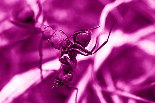 Carpenter Ant Uses Mandible Grips To Haul Dead Corpse (Pink Shade Photo)