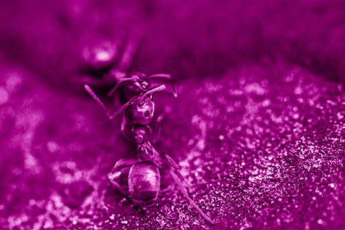 Carpenter Ants Battling Over Territory (Pink Shade Photo)