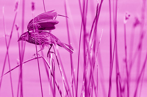 Cattail Jumping Female Red Winged Blackbird (Pink Shade)