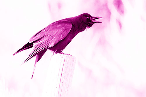 Cawing Crow Atop Crooked Wooden Post (Pink Shade Photo)
