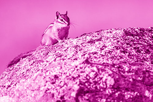 Chipmunk Blending Atop Arching Fungi Rock (Pink Shade Photo)