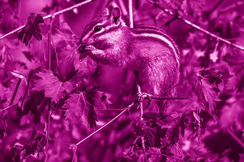 Chipmunk Feasting On Tree Branches (Pink Shade)
