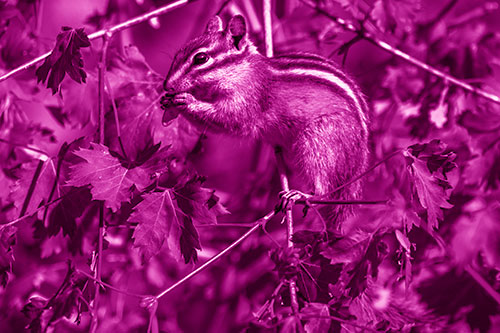 Chipmunk Feasting On Tree Branches (Pink Shade Photo)