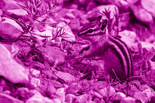 Chipmunk Ripping Plant Stem From Dirt (Pink Shade Photo)