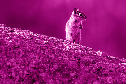 Chipmunk Standing Atop Sloping Fungi Rock (Pink Shade Photo)