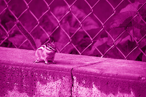 Chipmunk Walking Along Wet Concrete Wall (Pink Shade Photo)