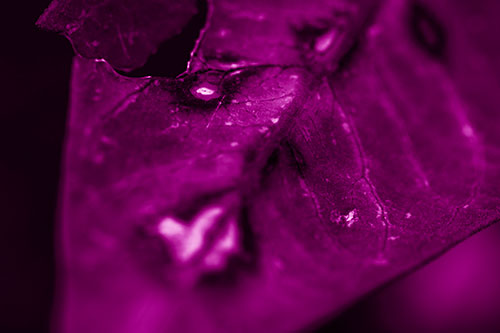 Chipped Vein Decaying Leaf Face (Pink Shade Photo)