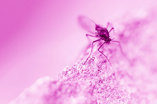 Chironomid Midge Fly Standing Along Rock Edge (Pink Shade Photo)