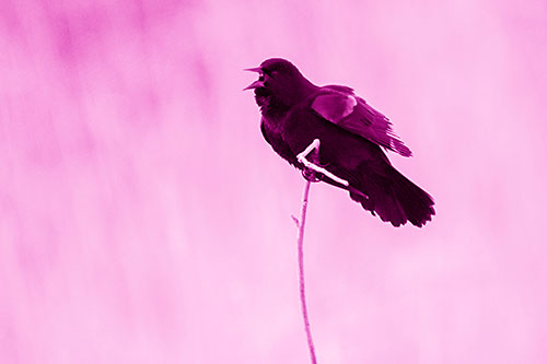 Chirping Red Winged Blackbird Atop Snowy Branch (Pink Shade Photo)
