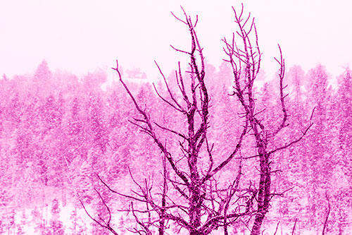 Christmas Snow On Dead Tree (Pink Shade Photo)