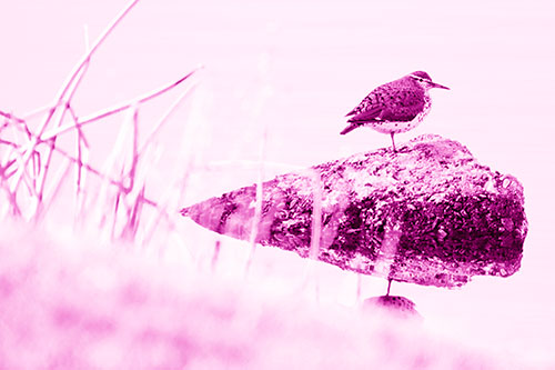 Chubby Dunlin Bird Standing Atop Lake Rock (Pink Shade Photo)