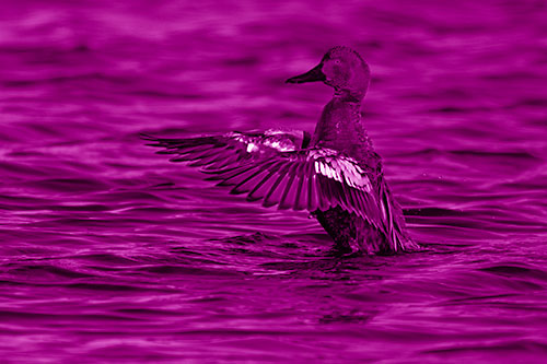 Cinnamon Teal Duck Flaps Wings Among Lake (Pink Shade)