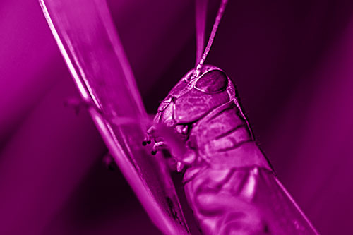 Climbing Grasshopper Crawls Upward (Pink Shade Photo)