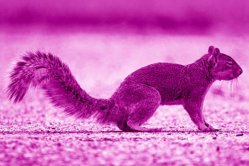 Closed Eyed Squirrel Meditating (Pink Shade Photo)