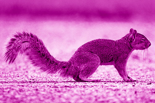 Closed Eyed Squirrel Meditating (Pink Shade)