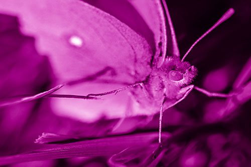 Cloudless Sulphur Butterfly Taking Stance (Pink Shade)