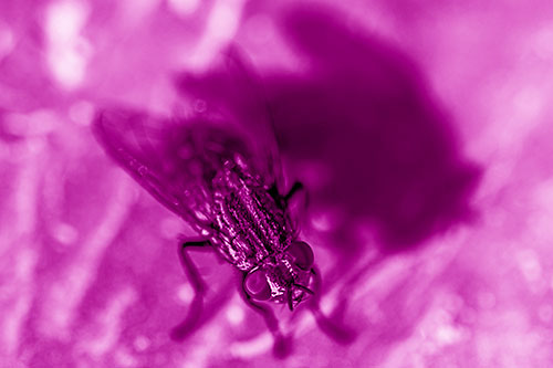 Cluster Fly Casting Shadow Among Sunlight (Pink Shade Photo)