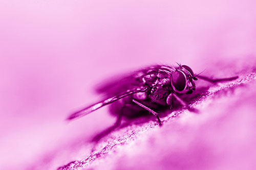 Cluster Fly Perched Among Rock Surface (Pink Shade Photo)