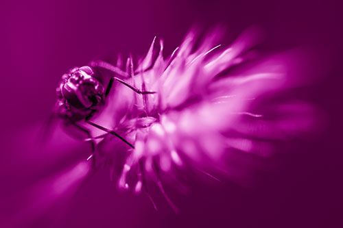 Cluster Fly Rides Plant Top Among Wind (Pink Shade Photo)