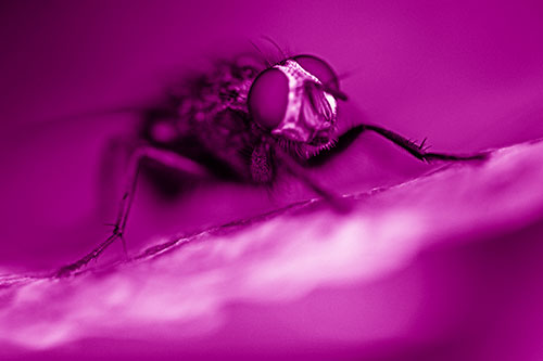 Cluster Fly Standing Atop Dead Sloping Autumn Leaf (Pink Shade Photo)