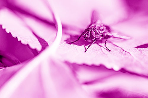 Cluster Fly Standing Atop Stacked Intersecting Leaves (Pink Shade)
