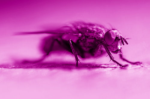Cluster Fly Stands Among Sunshine (Pink Shade Photo)