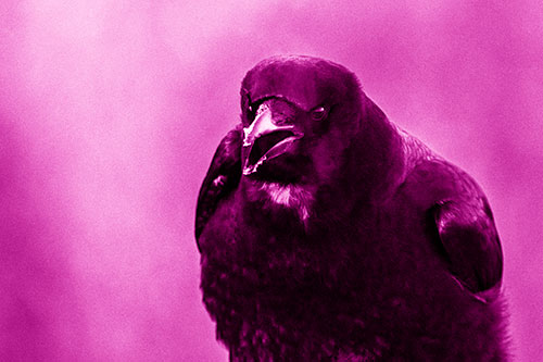 Cold Snow Beak Crow Cawing (Pink Shade Photo)
