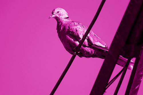 Collared Dove Perched Atop Wire (Pink Shade Photo)