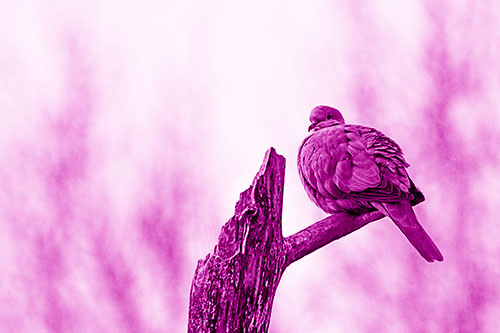 Collared Dove Sitting Atop Broken Tree (Pink Shade)