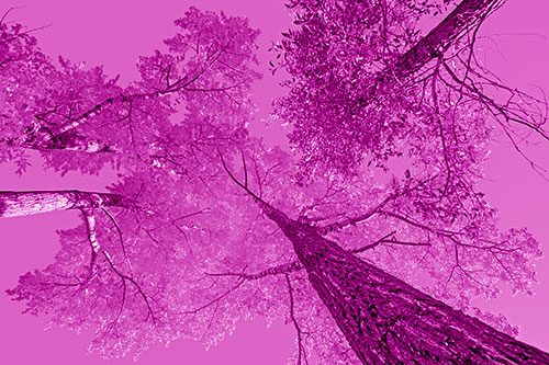 Colorful Towering Autumn Trees Among Clear Sky (Pink Shade)