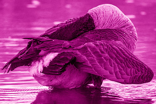 Contorting Canadian Goose Playing Peekaboo (Pink Shade Photo)