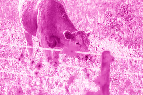Cow Snacking On Grass Behind Fence (Pink Shade Photo)