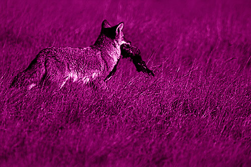 Coyote Heads Towards Forest Carrying Dead Animal Carcass (Pink Shade Photo)