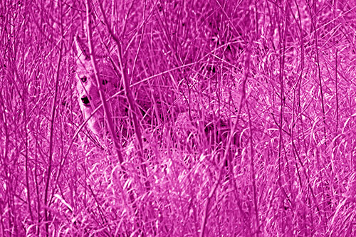 Coyote Makes Eye Contact Among Tall Grass (Pink Shade Photo)
