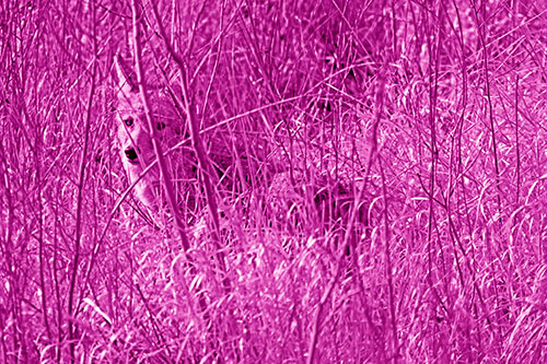 Coyote Makes Eye Contact Among Tall Grass (Pink Shade)