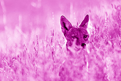 Coyote Peeking Head Above Feather Reed Grass (Pink Shade Photo)