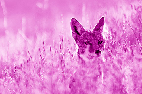Coyote Peeking Head Above Feather Reed Grass (Pink Shade)