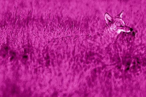 Coyote Running Through Tall Grass (Pink Shade Photo)