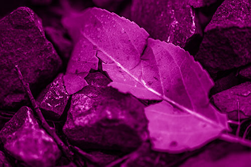 Cracked Soggy Leaf Face Rests Among Rocks (Pink Shade Photo)