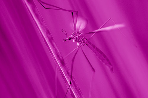 Crane Fly Clinging Ahold To Grass Blade (Pink Shade)