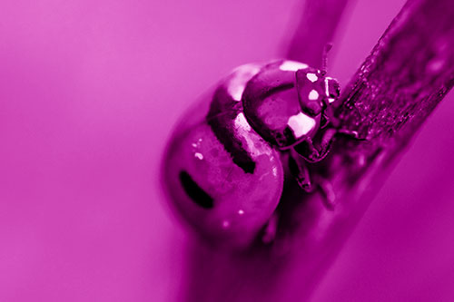 Crawling Ladybug Climbing Up Plant Stem (Pink Shade Photo)