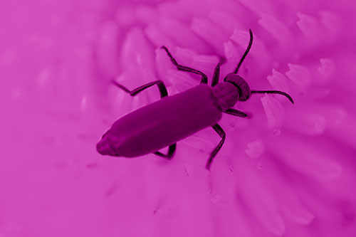 Crawling Oedemera Beetle Searching Atop Dandelion (Pink Shade)