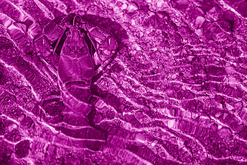 Crayfish Holds Onto Riverbed Floor Among Rippling Water (Pink Shade Photo)