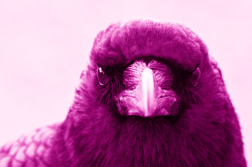 Creepy Close Eye Contact With A Crow (Pink Shade Photo)