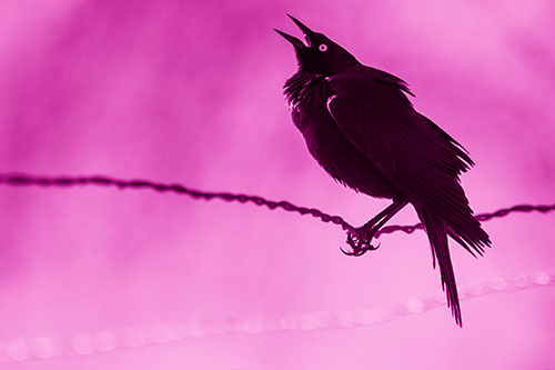 Croaking Grackle Balances Atop Fence Wire (Pink Shade Photo)