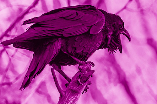 Croaking Raven Perched Atop Broken Tree Branch (Pink Shade Photo)