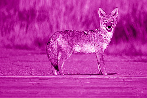 Crossing Coyote Glares Across Bridge Walkway (Pink Shade Photo)